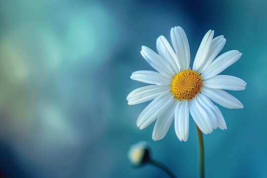 A delicate white daisy with yellow center against a blurred background.