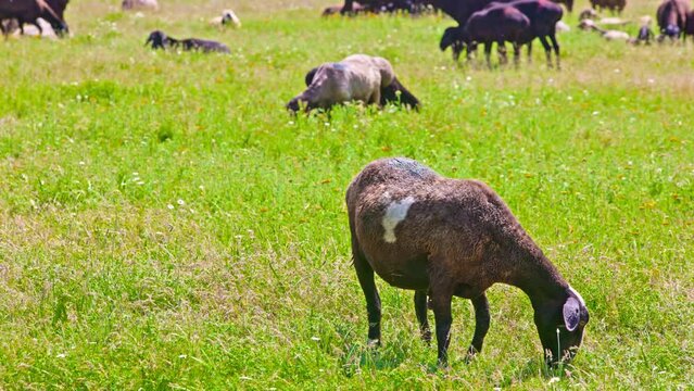 fat-tailed sheep with white spot on the snout and on the side looking at the camera and grazing in tall grass at sunny day.