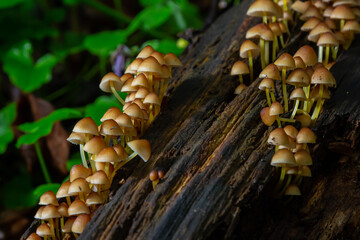 inedible fungus grows in forests, Central Europe, Mycena renati