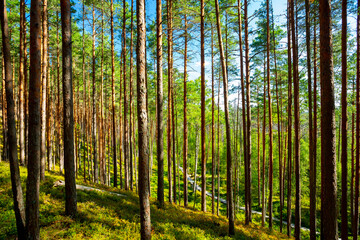 Fototapeta premium Rannametsa, Estonia. Tolkuse Raba Laugas. Dunes and bog 