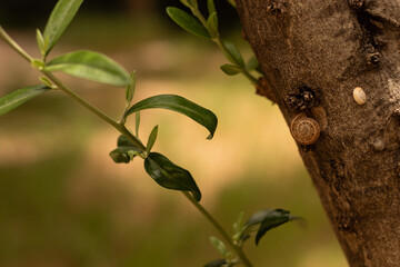 Close up photography of snail in nature