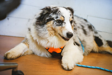 Australian Shepherd cute face look from closeup view.