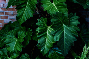 Green leaves nature for background, Nature wallpaper.