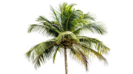 Fototapeta premium coconut tree isolated white background