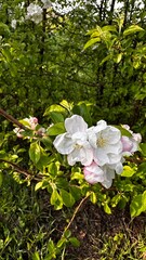 pink and white apple flowers