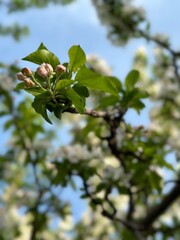 buds of apple tree flowers with green leaves with the blue sky background