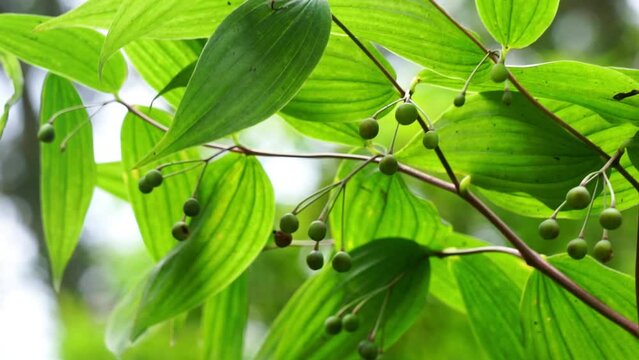 Polygonatum biflorum (smooth Solomon's-seal, great Solomon's-seal, Solomon's seal). Smooth Solomon's-seal has had nearly a dozen uses in herbal medicine