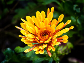 Chrysanthemum flower