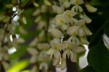 fragrant white acacia flowers on trees
