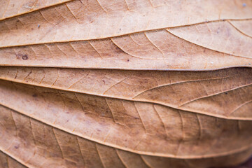 dry brown tree leaves texture close up background