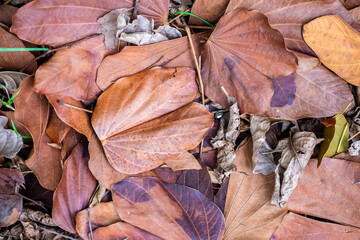 piles of brown dry tree leaves background