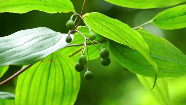 Polygonatum biflorum (smooth Solomon's-seal, great Solomon's-seal, Solomon's seal). Smooth Solomon's-seal has had nearly a dozen uses in herbal medicine