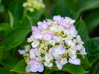 公園に咲いた赤紫色の紫陽花