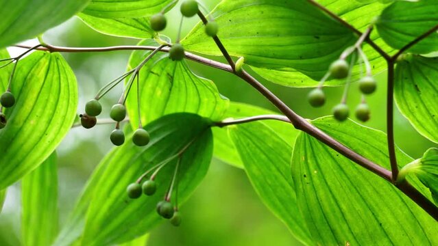 Polygonatum biflorum (smooth Solomon's-seal, great Solomon's-seal, Solomon's seal). Smooth Solomon's-seal has had nearly a dozen uses in herbal medicine