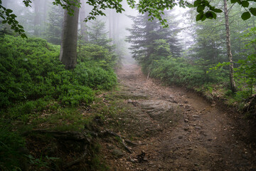 Beskid forest drowning in fog