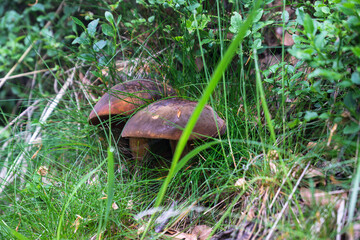 mushrooms growing in the forests of the Beskid Mały Mountains