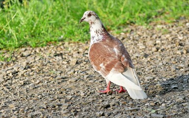 city pigeon staying on the surface