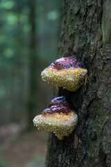 mushrooms growing in the forests of the Beskid Mały Mountains