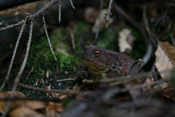 toad in his forest home © Mariusz