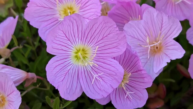 Pink evening primrose flowers in full bloom Oenothera speciosa plant