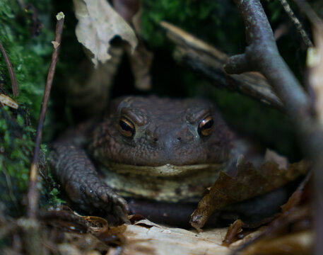 A toad in his forest home