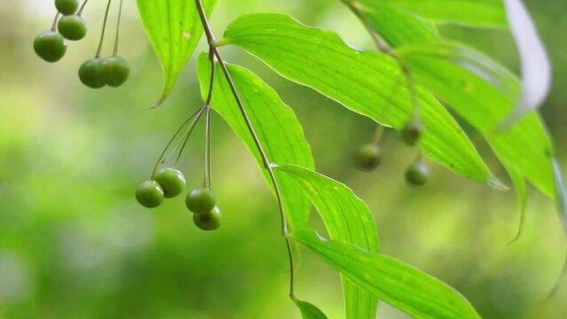 Polygonatum biflorum (smooth Solomon's-seal, great Solomon's-seal, Solomon's seal). Smooth Solomon's-seal has had nearly a dozen uses in herbal medicine