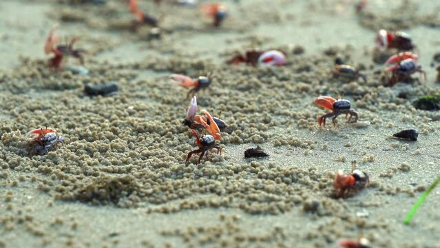 A group of male fiddler crabs wave their asymmetric claws, performing a courtship dance and sipping minerals from the exposed sediment during the low tide period, close-up shot of marine wildlife.