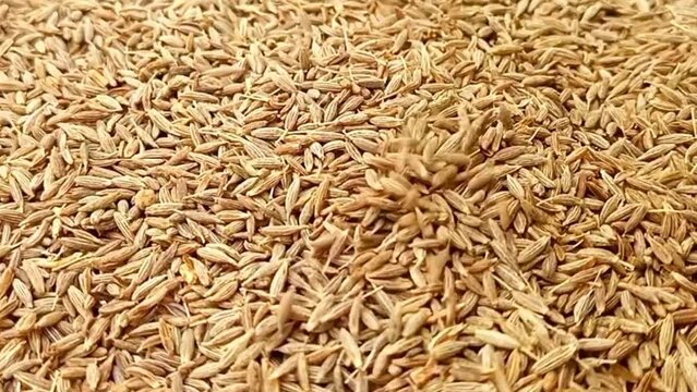 Cumin seeds fall on rotating full frame background, micro shot, spinning, herbs and spices.