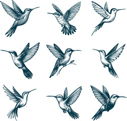 hummingbird in flight collection of vector monochrome sketch drawings on a white background