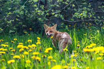 fox in the dandelion