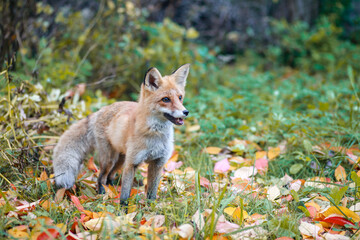 red fox in the wild