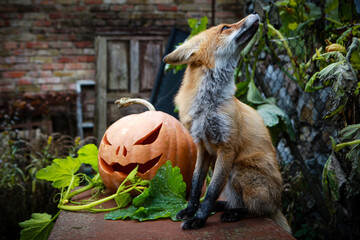 red fox and pumpkin for halloween