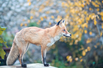 red fox vulpes