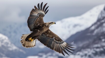 Embracing Freedom: Falconer's Sky Marketing Concept of Adventure and Liberation