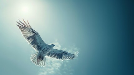 Obraz premium Majestic Falconer in the Blue Sky: Timeless Elegance for Branding