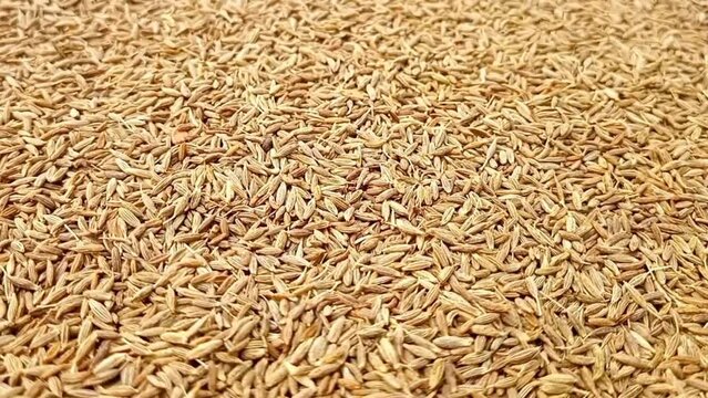 Cumin seeds rotating full frame background, side view looped spinning, close up, herbs and spices.