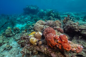 Coral bleaching in the Caribbean Sea