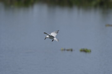 seagull in flight