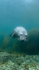 seal in the water