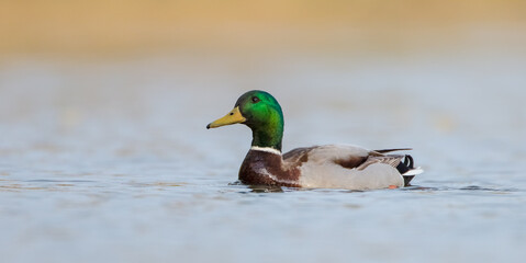 Mallard - male bird at a small lake in spring