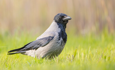 Hooded Crow - at the wet fields looking for food in spring