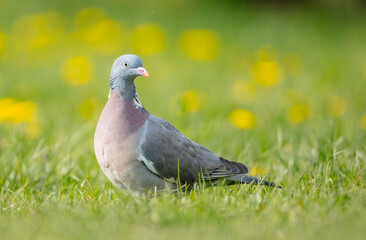 Common wood pigeon - in a city park in spring 