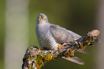 Common cuckoo - in spring at a wet forest