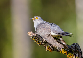 Common cuckoo - in spring at a wet forest