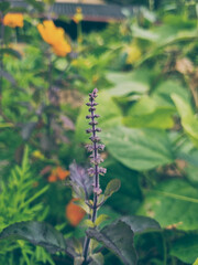 Focused shot of a Holy Basil plant stem with buds, set against a lush green bokeh background, highlighting its delicate beauty