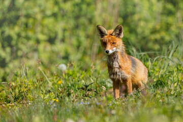 Red fox - in the wet forest in spring