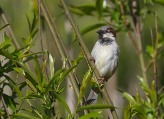 House sparrow - male bird in spring