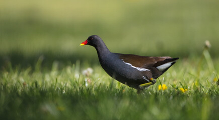The common moorhen - adult bird in spring