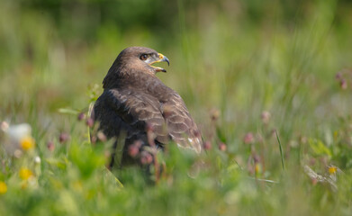 Common Buzzard in spring at a wet forest