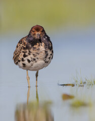 Ruff - male bird at a wetland on the mating season in spring